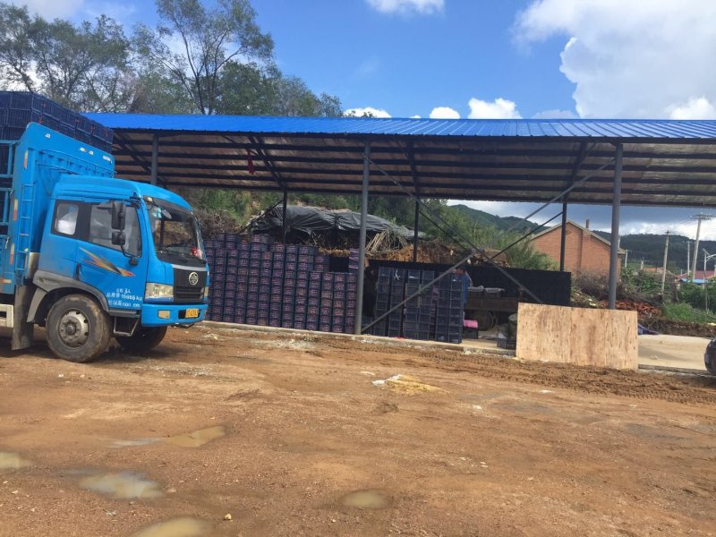 123苹果有场地年产量500万斤以上