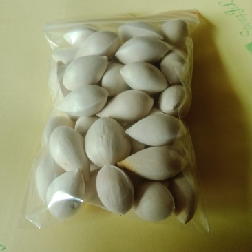 白果