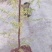 藏柏