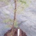 藏柏