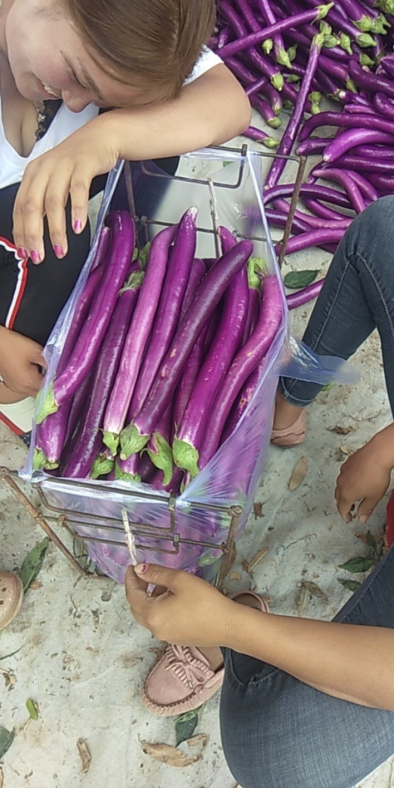 红线茄，精美蔬菜，诚信经营，有需要的客户欢迎骚扰
