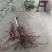 野生乌药