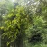 野生乌药