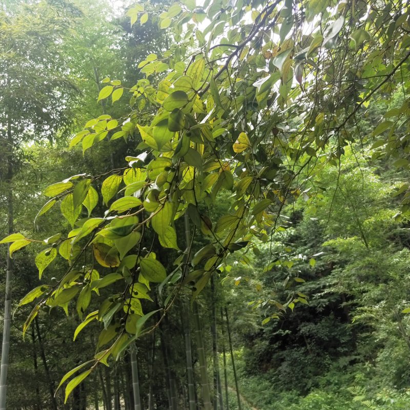 野生乌药