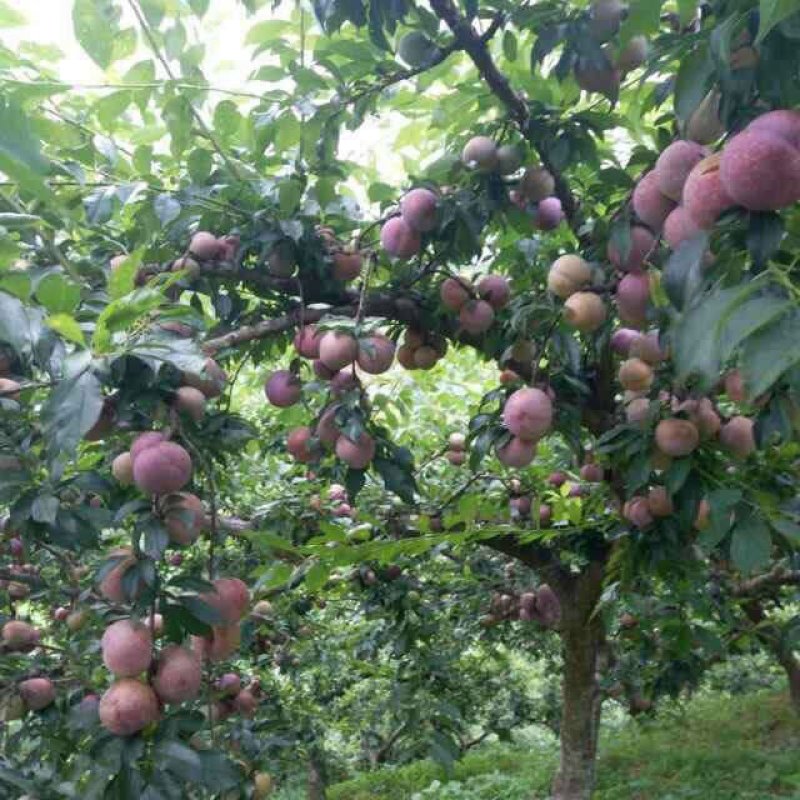 精品三华李★广东产地✔一手货源现摘现发价格公道