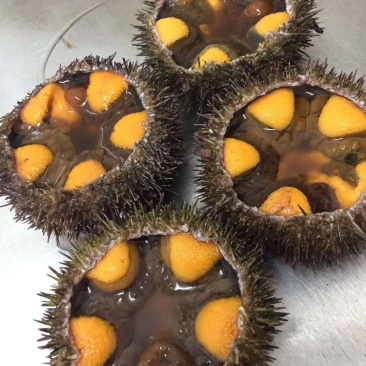 海胆，马胆，黄胆，紫胆，马粪海胆