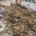 海胆，马胆，黄胆，紫胆，马粪海胆
