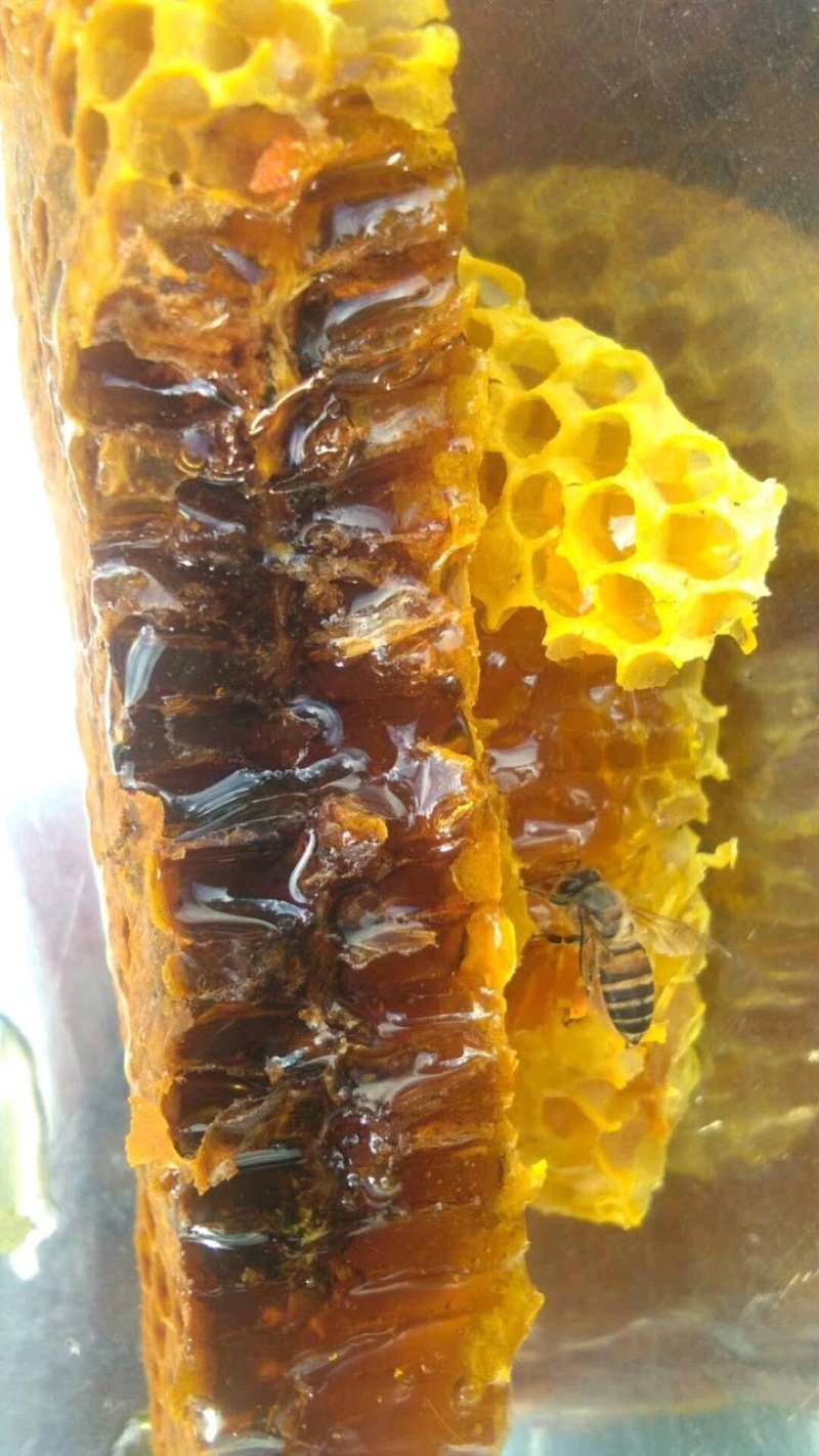 野蜂蜜