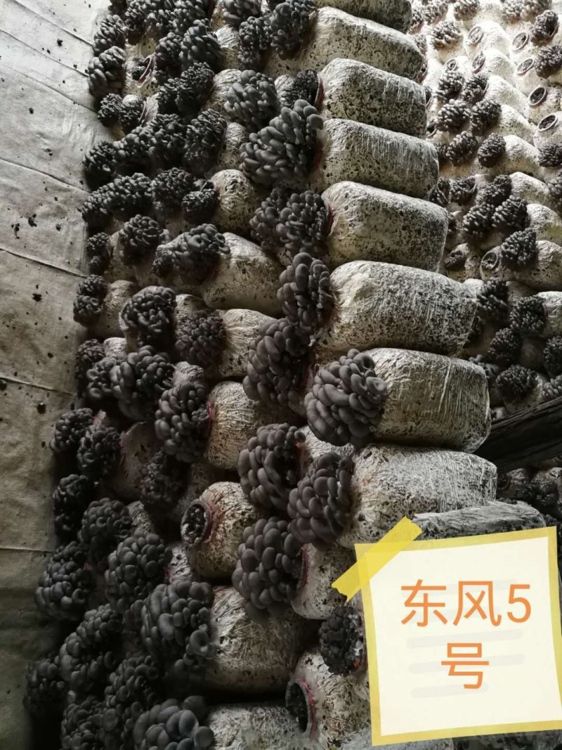 平菇出菇菌棒（可以根据需要订制）