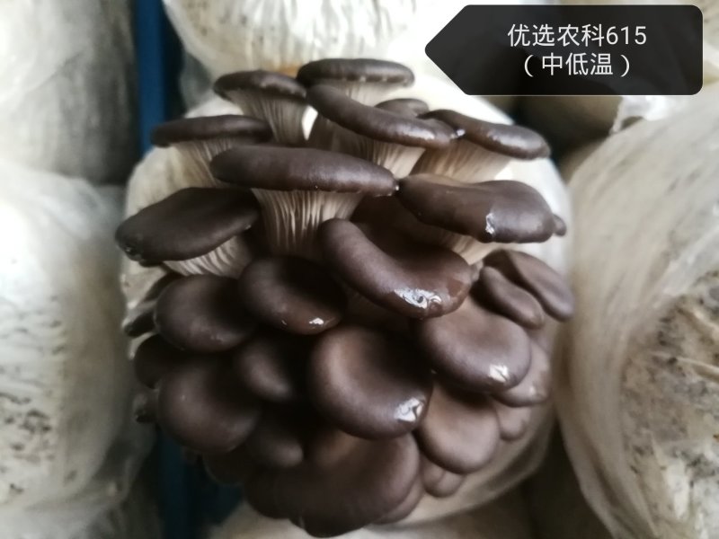 平菇出菇菌棒（可以根据需要订制）