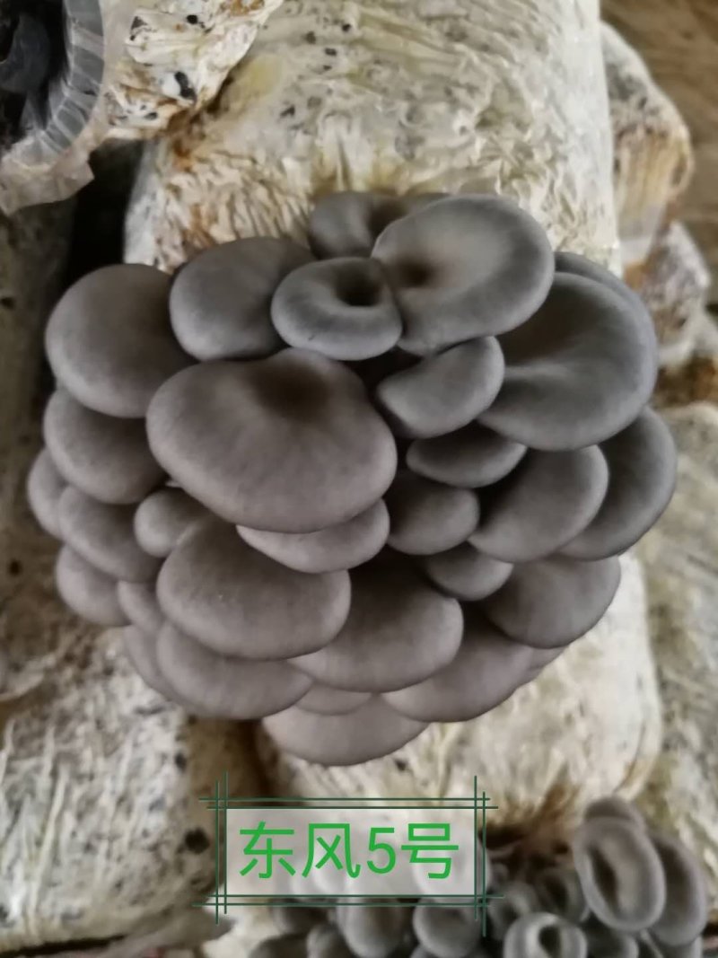 平菇出菇菌棒（可以根据需要订制）