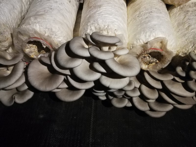 平菇出菇菌棒（可以根据需要订制）