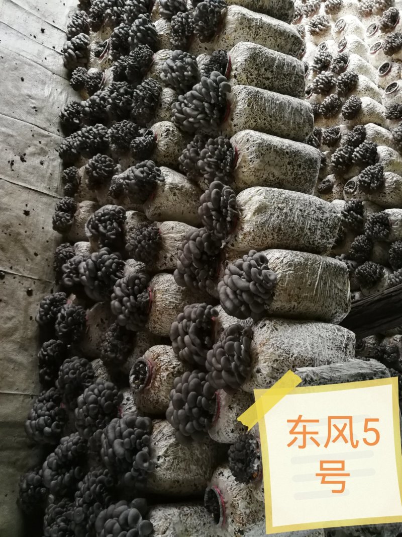 平菇出菇菌棒（可以根据需要订制）