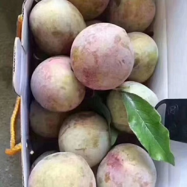桃形李，