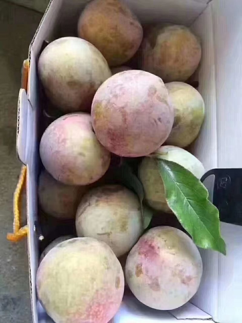 桃形李，