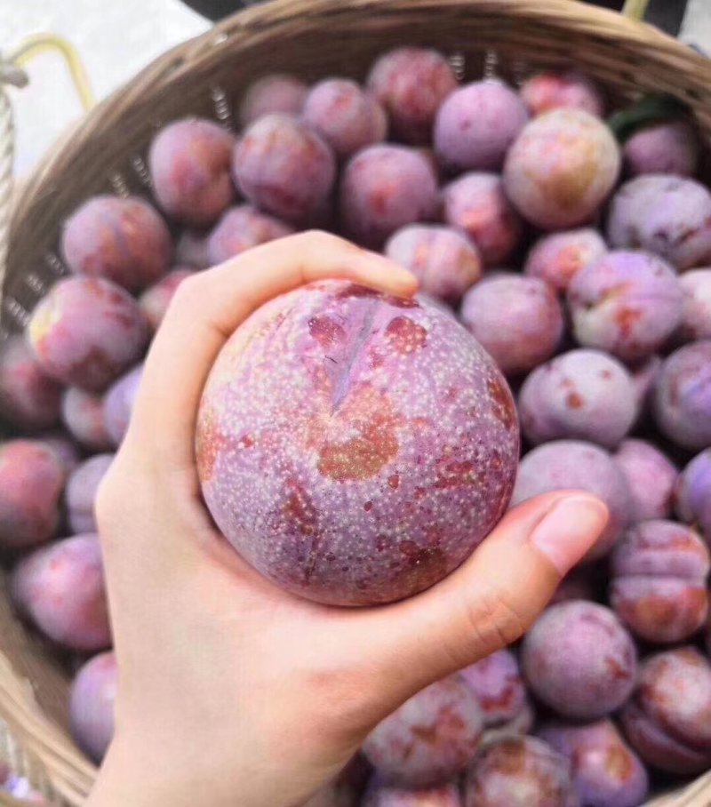 桃形李，