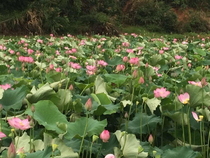 高产杂交莲子种苗基地自产自销、亩产400斤干莲子