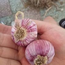 紫皮蒜自产自销的正宗紫皮独头蒜分瓣蒜。河北省怀。