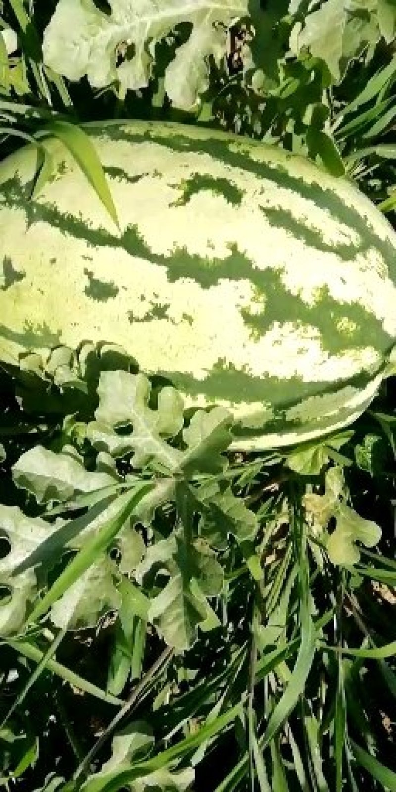 西瓜大量上市又甜又大量大优惠