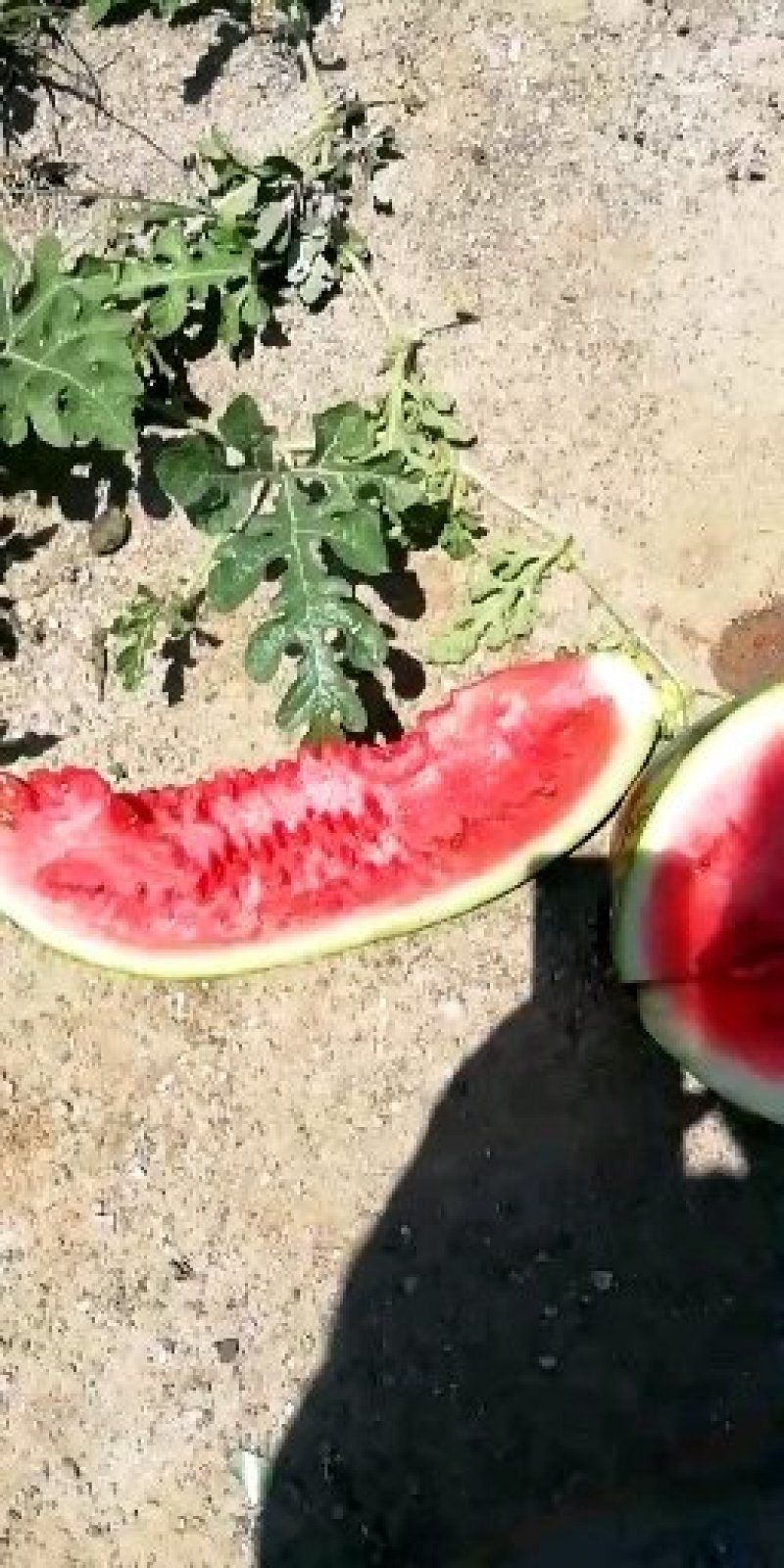 西瓜大量上市又甜又大量大优惠