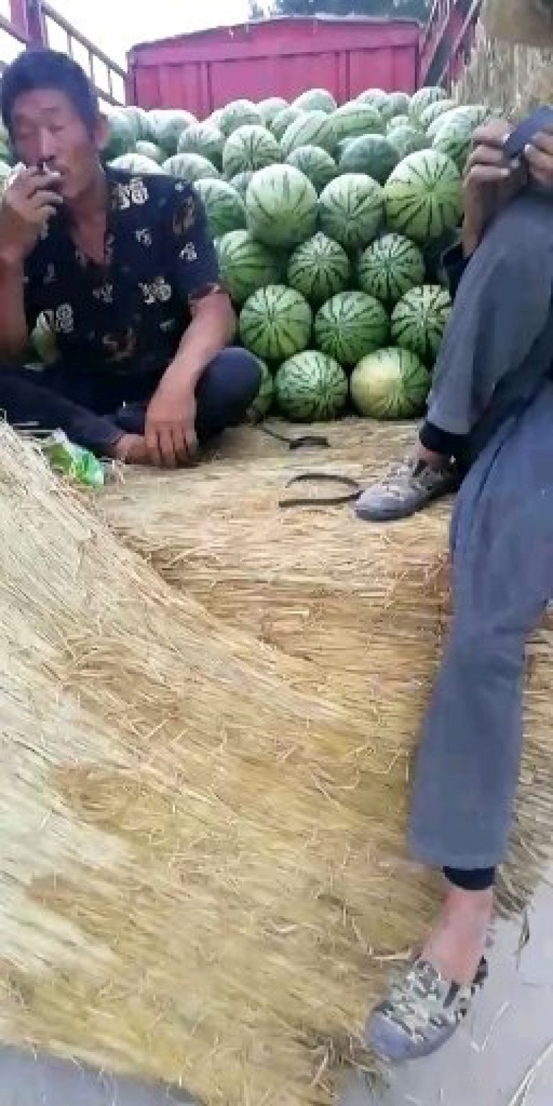 西瓜大量上市又甜又大量大优惠