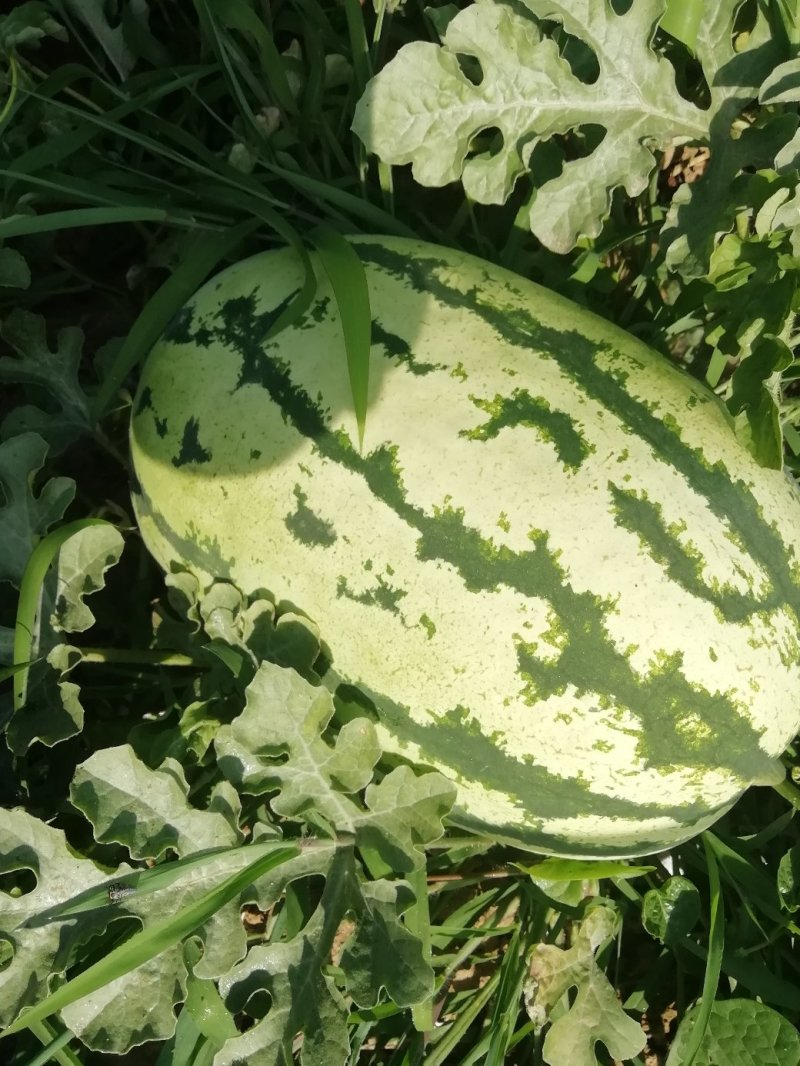 西瓜大量上市又甜又大量大优惠