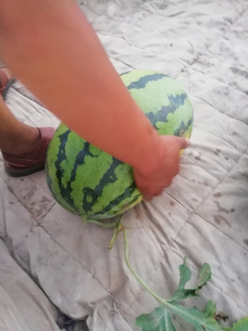 西瓜大量上市又甜又大量大优惠