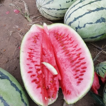 西瓜大量上市又甜又大量大优惠