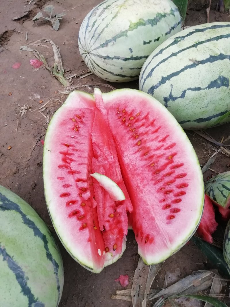 西瓜大量上市又甜又大量大优惠