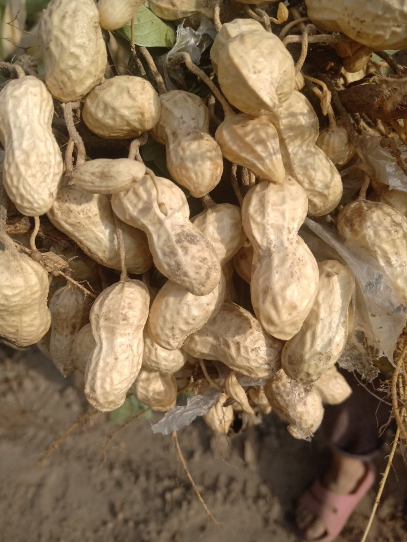 白米花生上市，品种花育25号