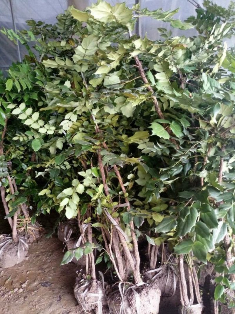 常年批发供应十大功劳价格优惠求购十大功劳