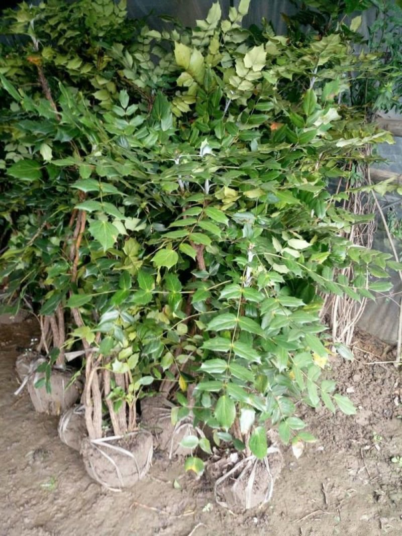 常年批发供应十大功劳价格优惠求购十大功劳