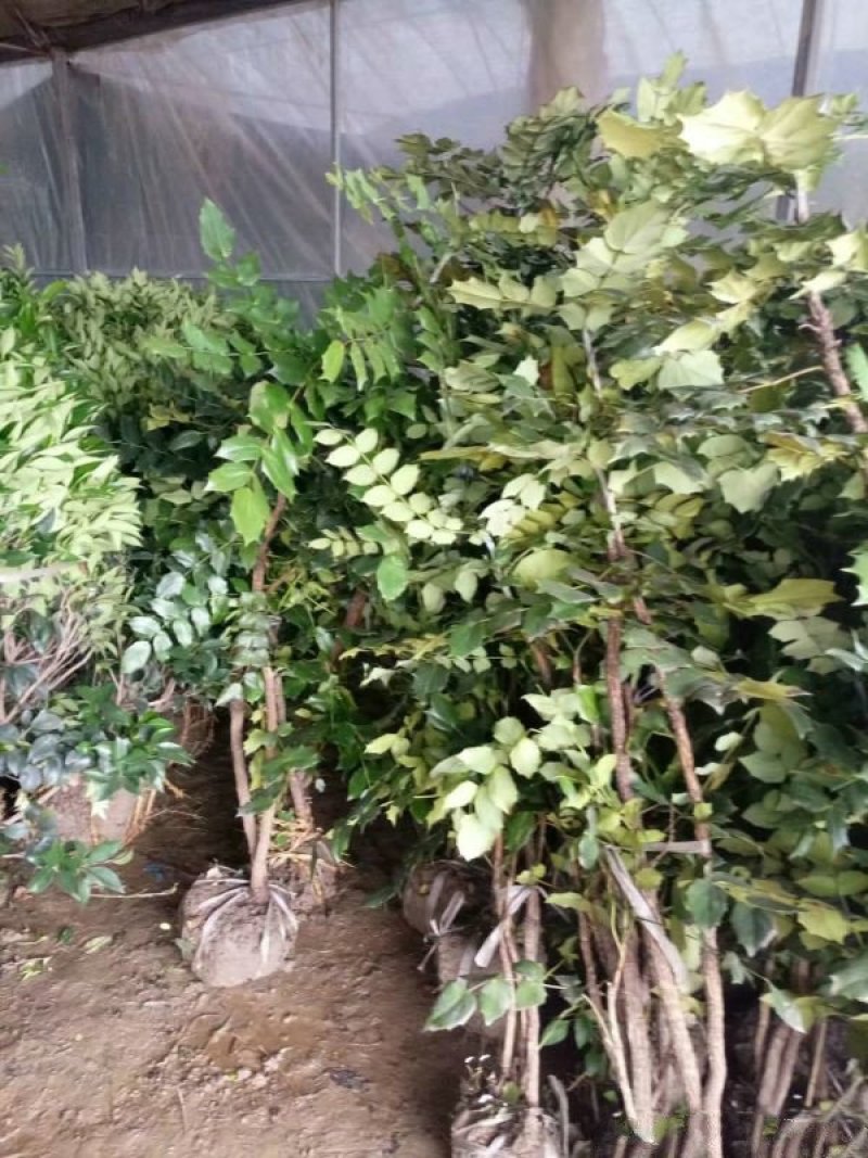 常年批发供应十大功劳价格优惠求购十大功劳