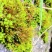 山货苔藓
