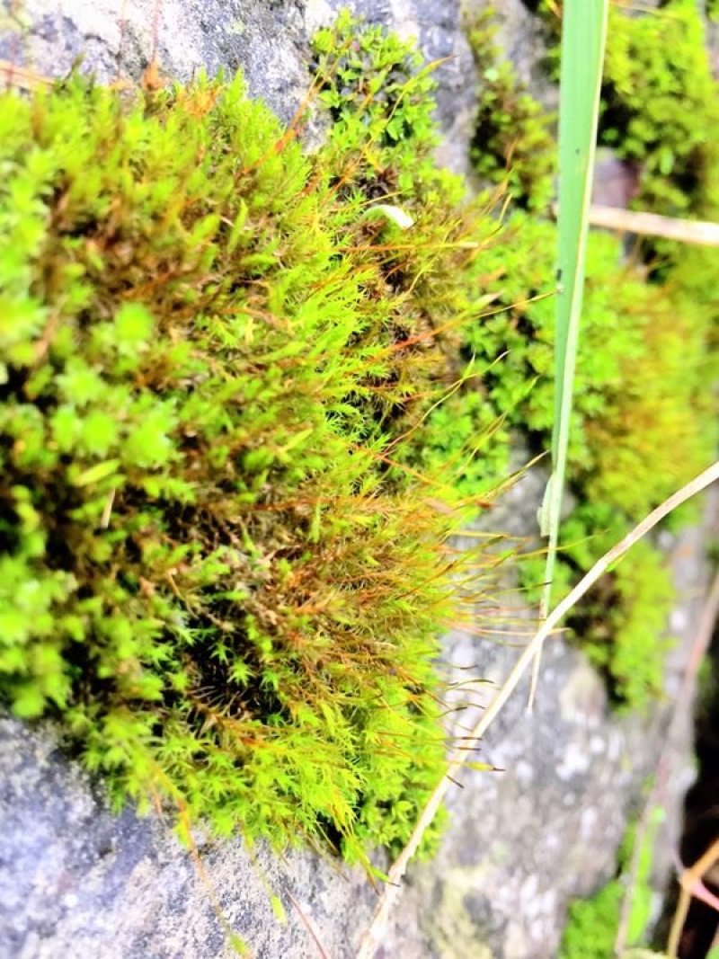 山货苔藓