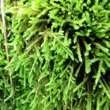 山货苔藓