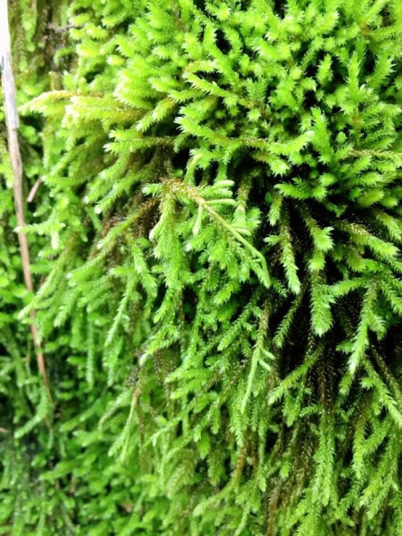 山货苔藓