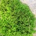 山货苔藓