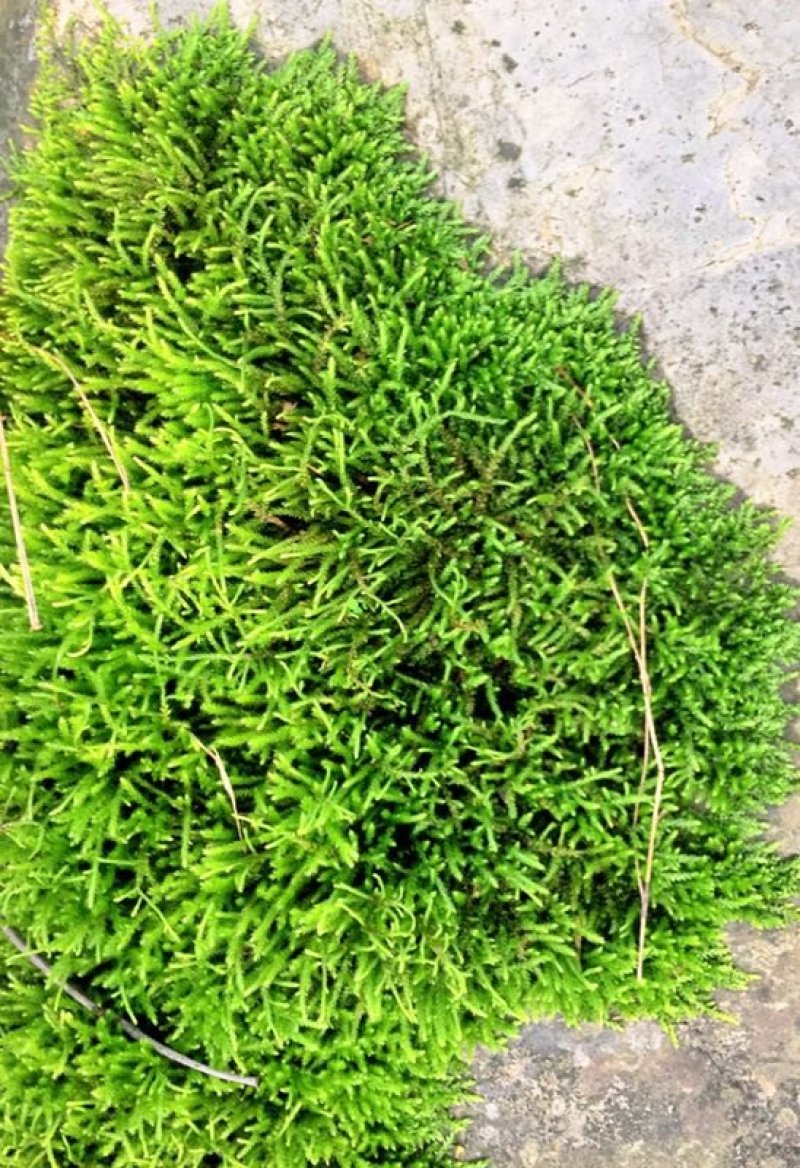 山货苔藓
