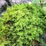 山货苔藓