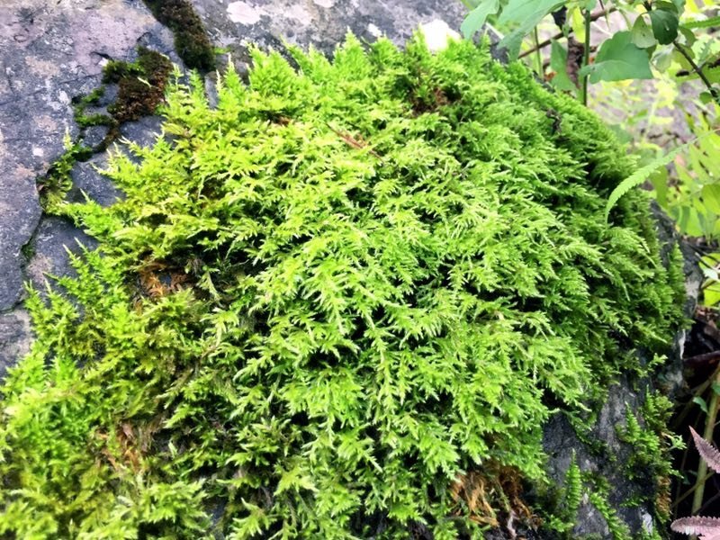 山货苔藓