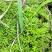 山货苔藓