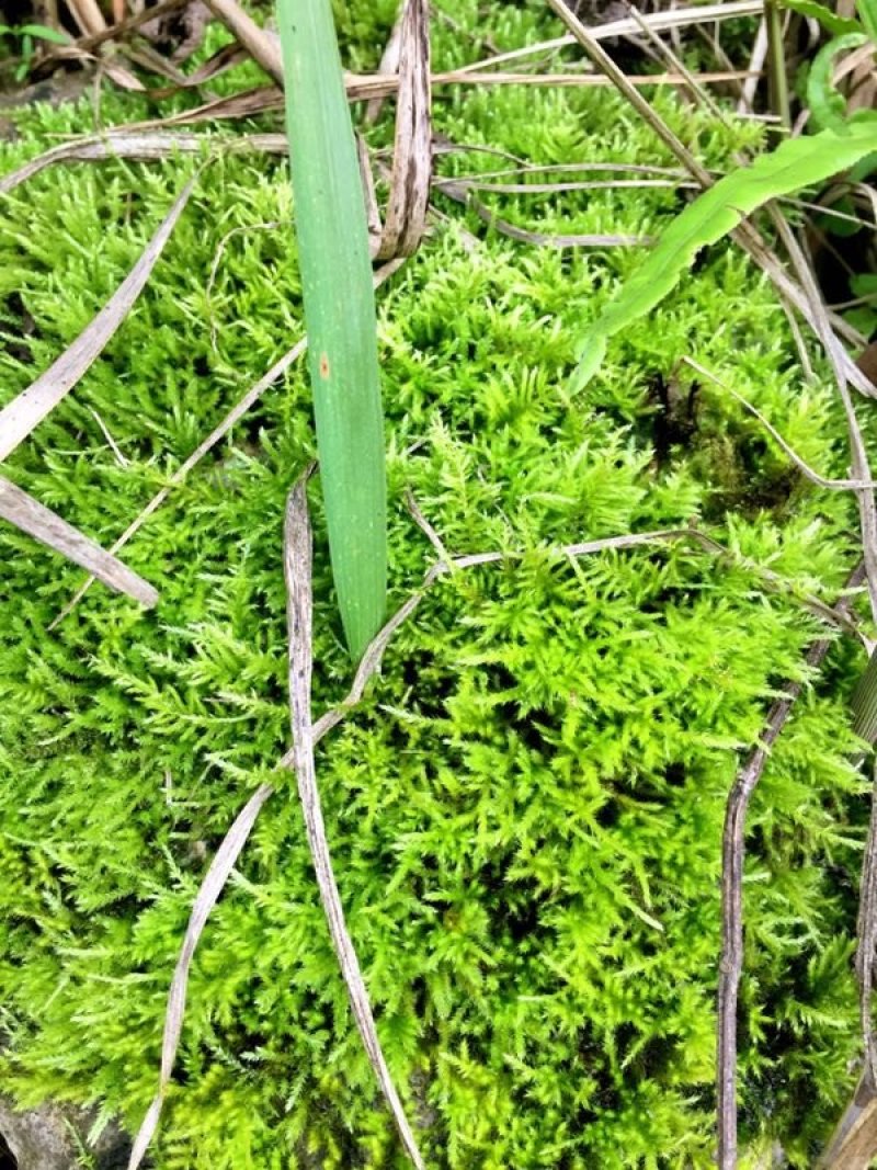 山货苔藓