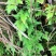 山货苔藓