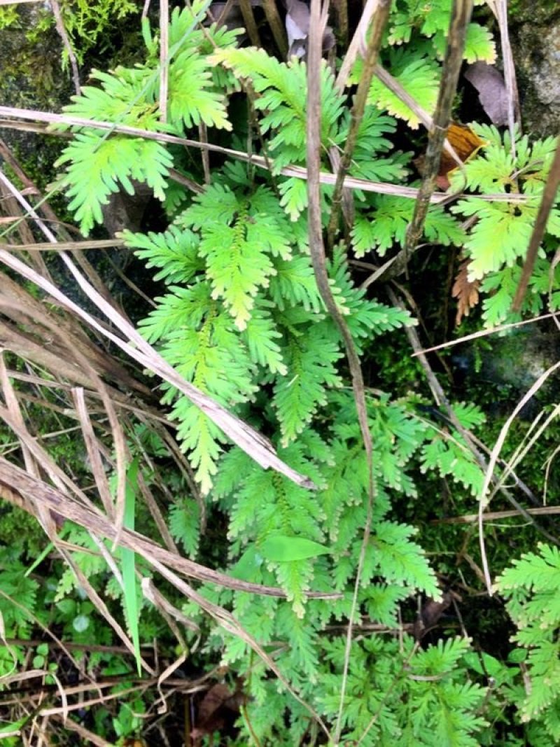 山货苔藓