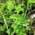 山货苔藓