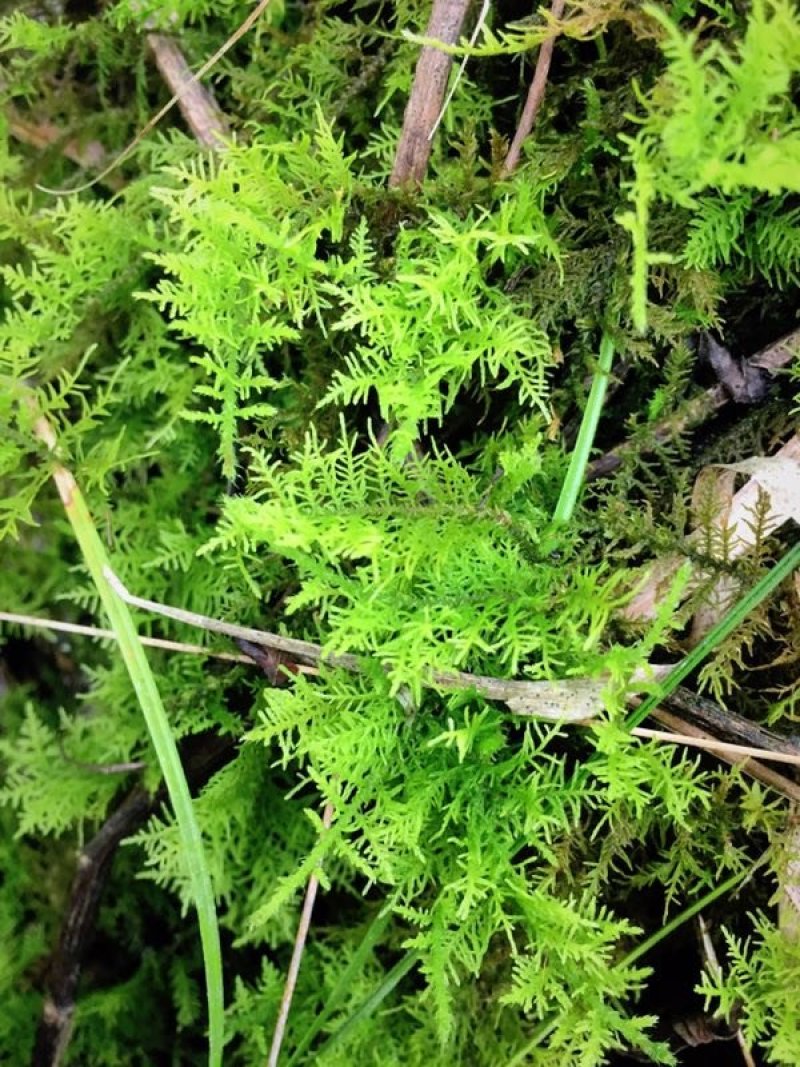 山货苔藓