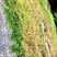 山货苔藓