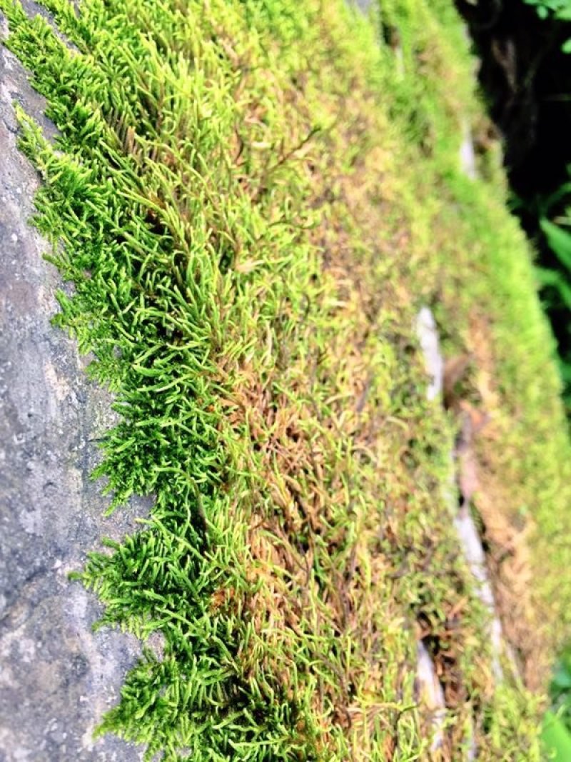 山货苔藓