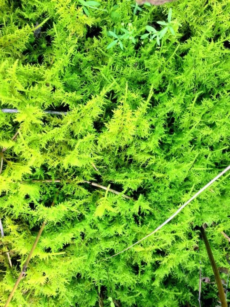 山货苔藓
